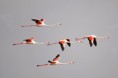 Birdwatching in Ria Formosa Natural Park